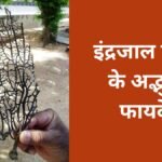 इंद्रजाल पौधे के अद्भुत फायदे: जानें इसका महत्व और उपयोग