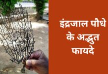 Amazing benefits of Indrajal plant: Know its importance and uses