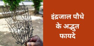 Amazing benefits of Indrajal plant: Know its importance and uses