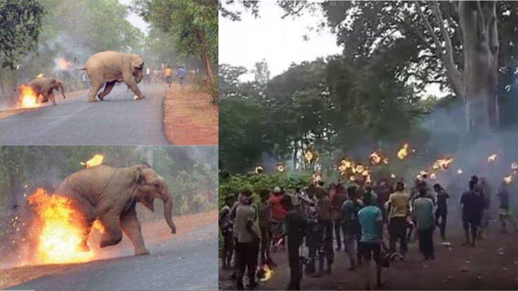 Centre seeks report on brutal killing of elephant in West Bengal - The horrifying truth