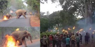 Centre seeks report on brutal killing of elephant in West Bengal - The horrifying truth