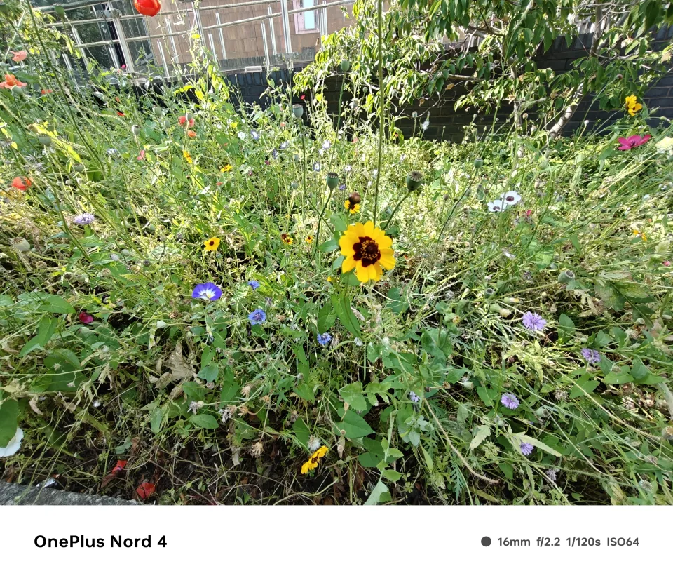 OnePlus Nord 4 Review- Camera 1