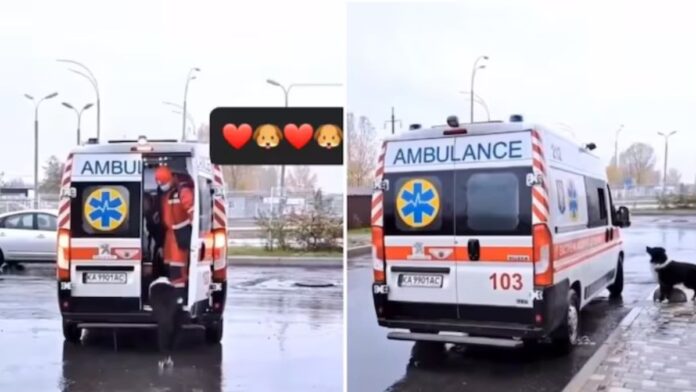 Dog chases owner's ambulance, emotional video ends on a heartwarming note