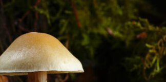 know-mushroom-is-poisonous-or-edible