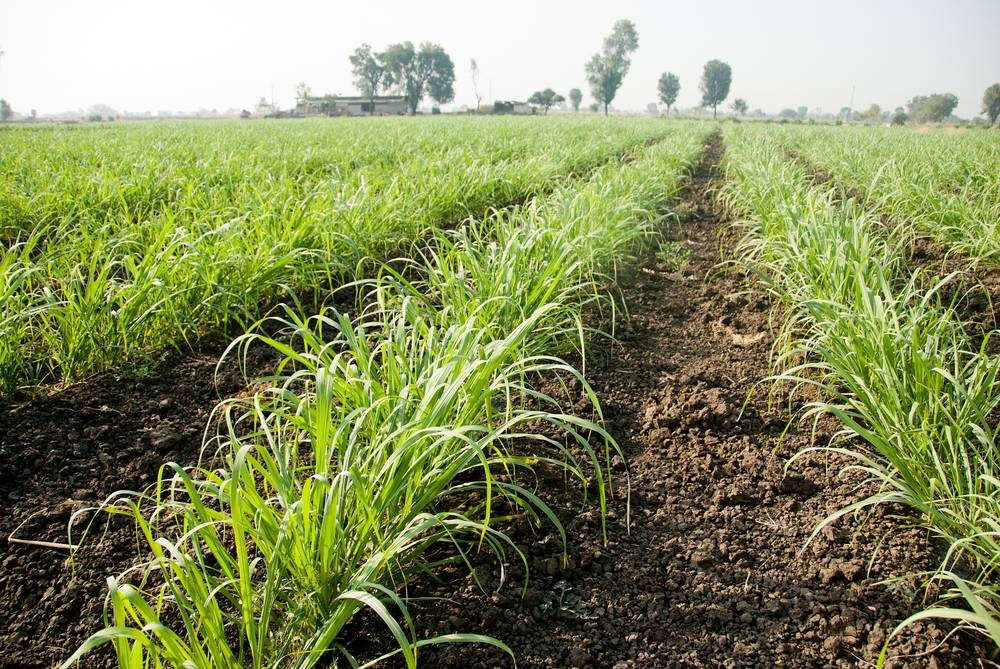 PM Fasal Bima Yojana 2025: मुआवजे की रकम कम आई? ऐसे करें शिकायत 2 PM Fasal Bima Yojana 2025