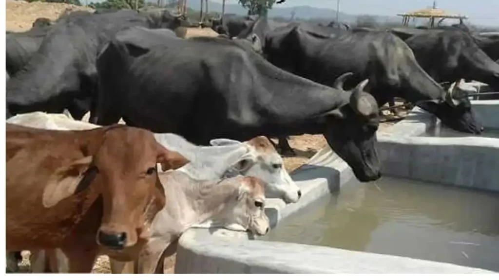 Rajasthan Mangla Pashu Bima Yojana: 1 दिसंबर से शुरू हुए खास शिविर, पशुपालकों को मिलेगा फ्री बीमा—यहां करें रजिस्ट्रेशन 3 Rajasthan Mangla Pashu Bima Yojana